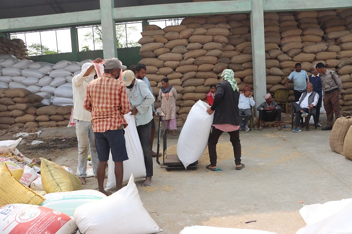 सहकारीले समर्थन मूल्यमा धान खरिद गर्दा किसानले पाए उचित राहत, व्यापारीको मनोमानी रोकियो 